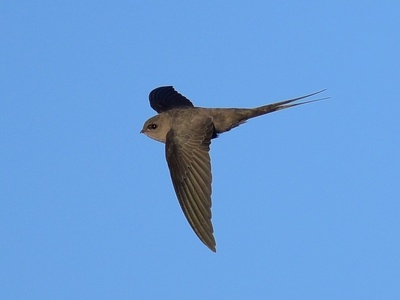 African Palm Swift