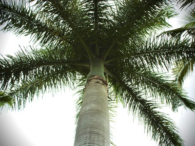 African Palmyra Palm