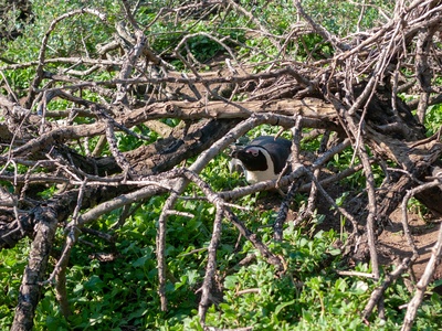 African penguin