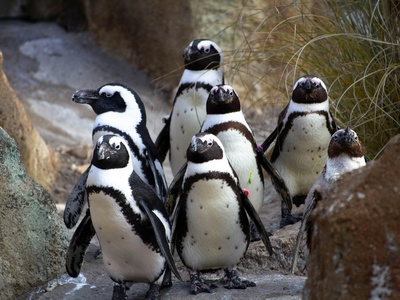 African Penguin