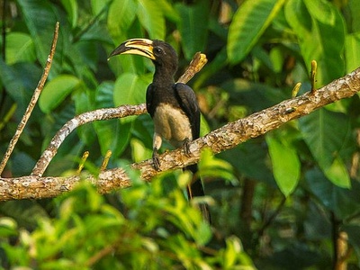 African Pied Hornbill