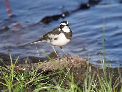 African Pied Wagtail