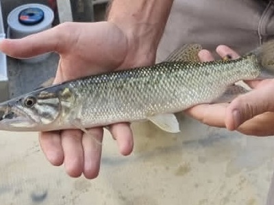 African Pike-characin