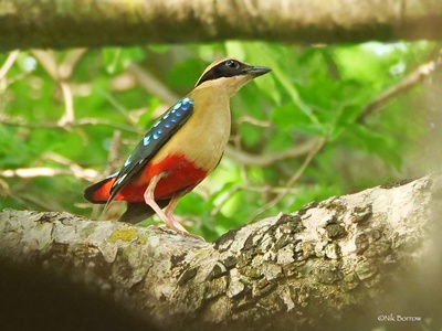 African Pitta