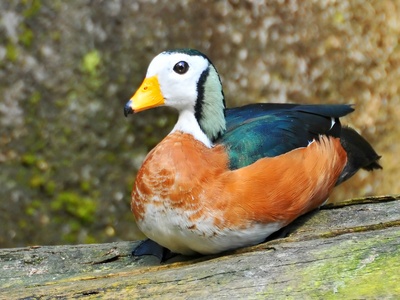 African Pygmy Goose