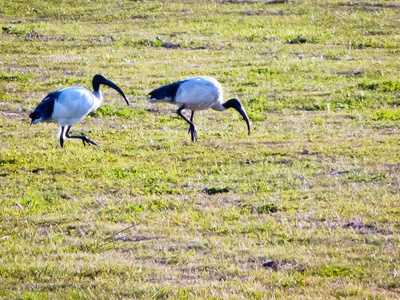 African Sacred Ibis