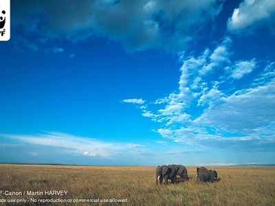 African Savanna Elephant