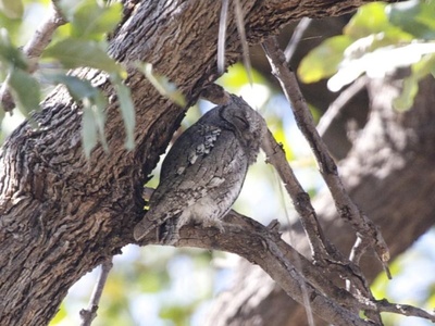 African Scops Owl