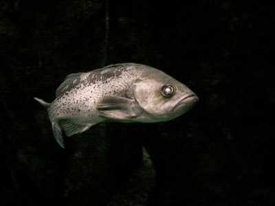 African Sharptooth Catfish