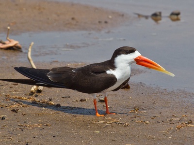 African Skimmer