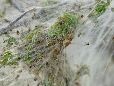 African social spider