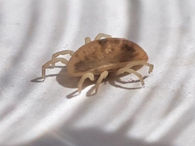 African soft tick