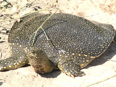 African softshell turtle