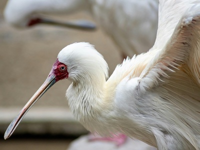 African Spoonbill