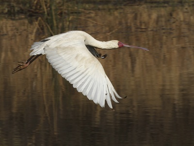 African Spoonbill