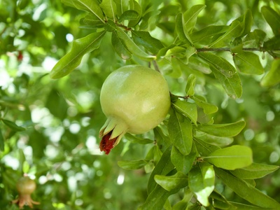 African Star Apple