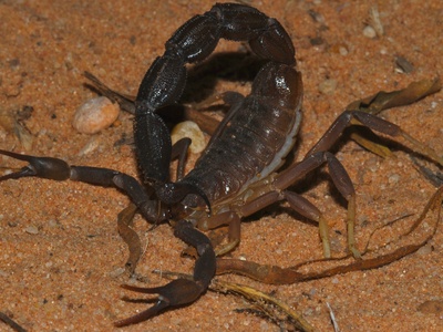 African thick-tailed scorpion
