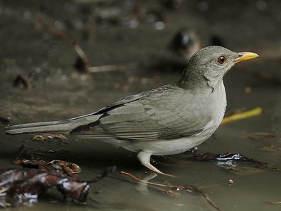 African Thrush
