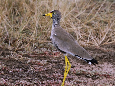 African Wattled Lapwing
