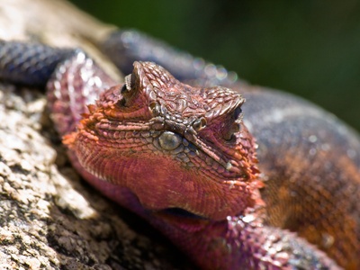 Agama lizard