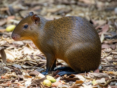 Agouti (duplicate avoided)