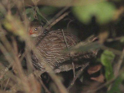Ahanta Francolin