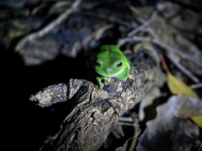 Ailao Mountains Frog