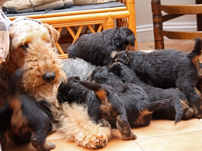 Airedale Terrier