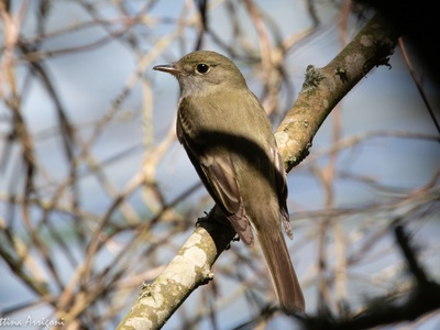 Alder Flycatcher