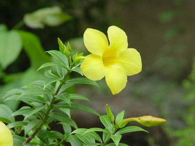 Allamanda