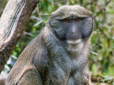 Allen's Swamp Monkey