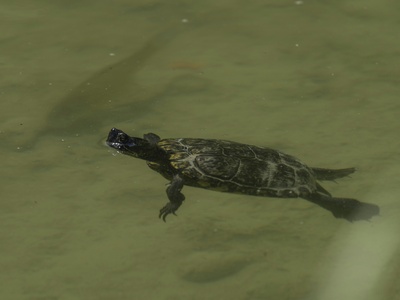 Alligator Snapping Turtle