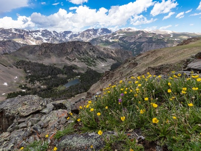 Alpine Cinquefoil
