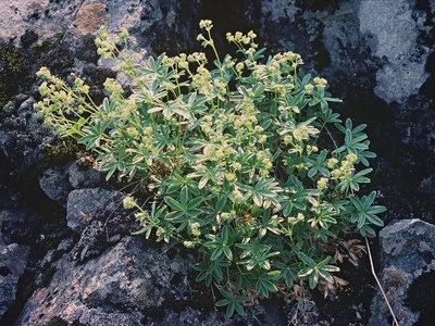 Alpine Lady's-mantle