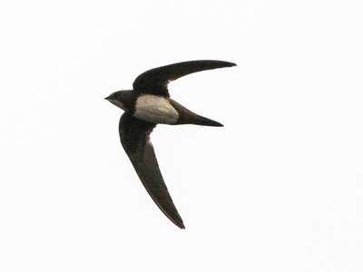 Alpine Swift