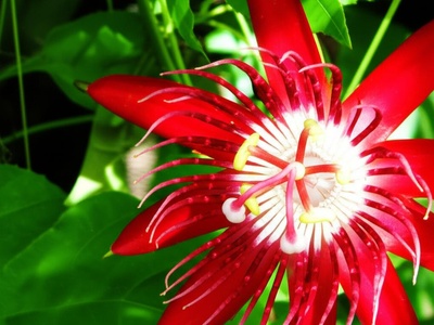 Amazon Passion Flower