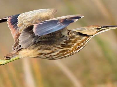 American Bittern