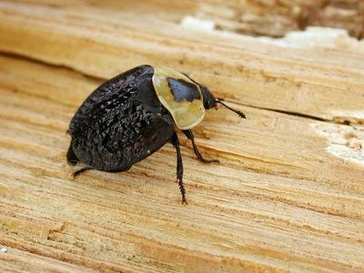 American Carrion Beetle
