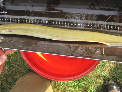 American Eel