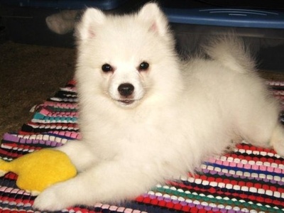 American Eskimo Dog (Standard)
