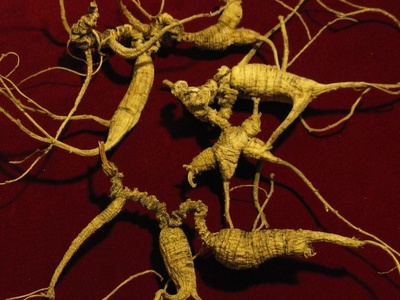 American Ginseng