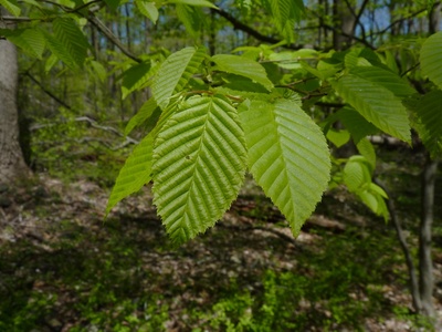 American hornbeam