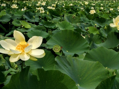 American lotus