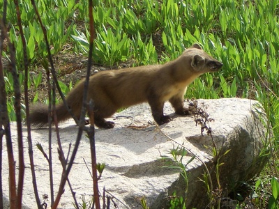 American marten