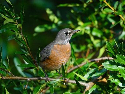 American robin