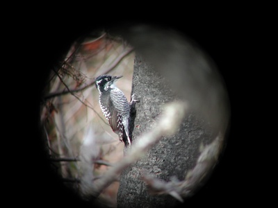 American Three-toed Woodpecker