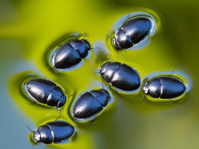 American Whirligig Beetle