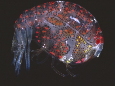 Amphipod