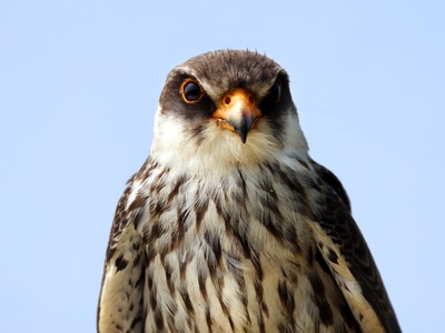 Amur Falcon