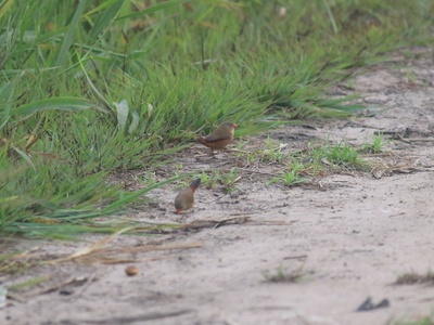 Anambra Waxbill